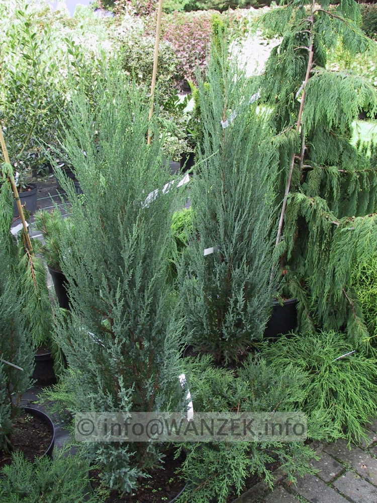 Juniperus scopulorum Blue Arrow.jpg